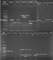 Jundishapur J Microbiol